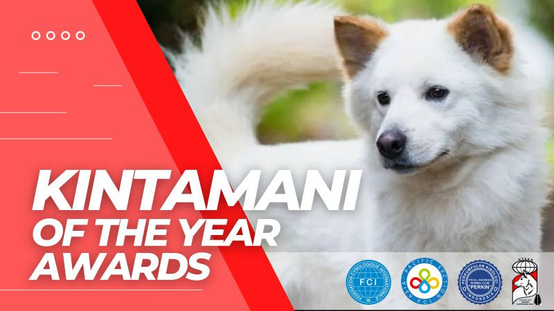 Kintamani Of The Year